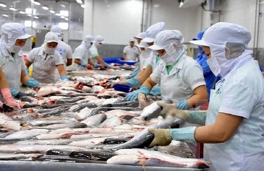 Mỹ tăng thuế chống bán phá giá với cá tra Việt Nam
