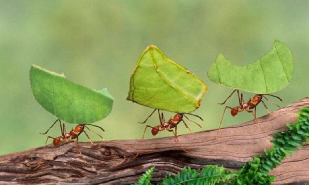 7 điều học được từ loài kiến khi làm việc teamwork