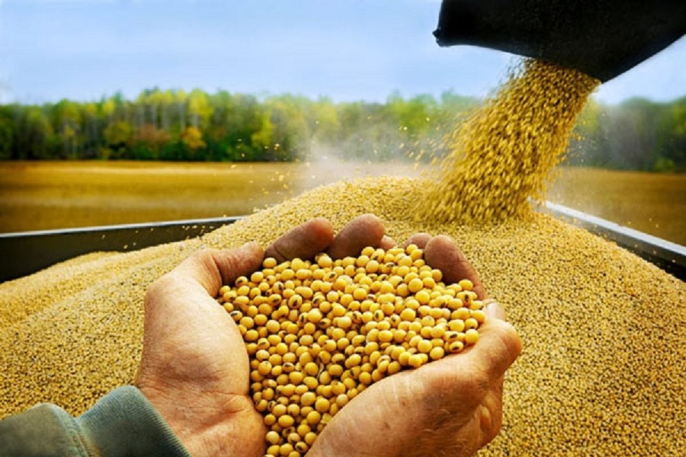 Nga cho Trung Quốc thuê đất trồng đậu tương