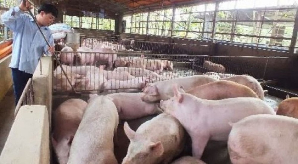 Cảnh báo: Giá lợn hơi tăng 200% so với cùng kỳ