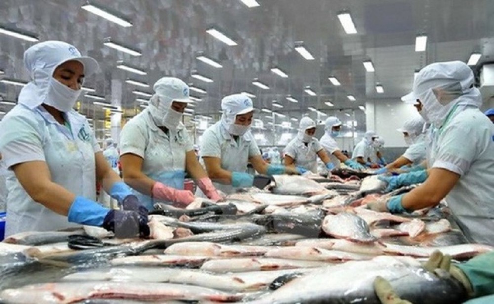 Trung Quốc đẩy mạnh nuôi cá tra, doanh nghiệp Việt cần chuyển hướng xuất khẩu
