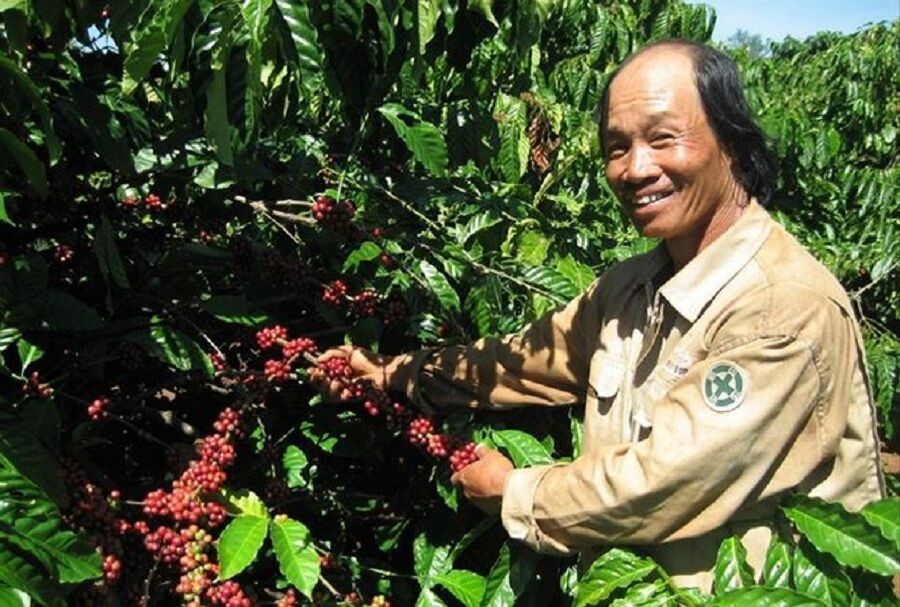 Cà phê Việt Nam 'không tự quyết được giá'