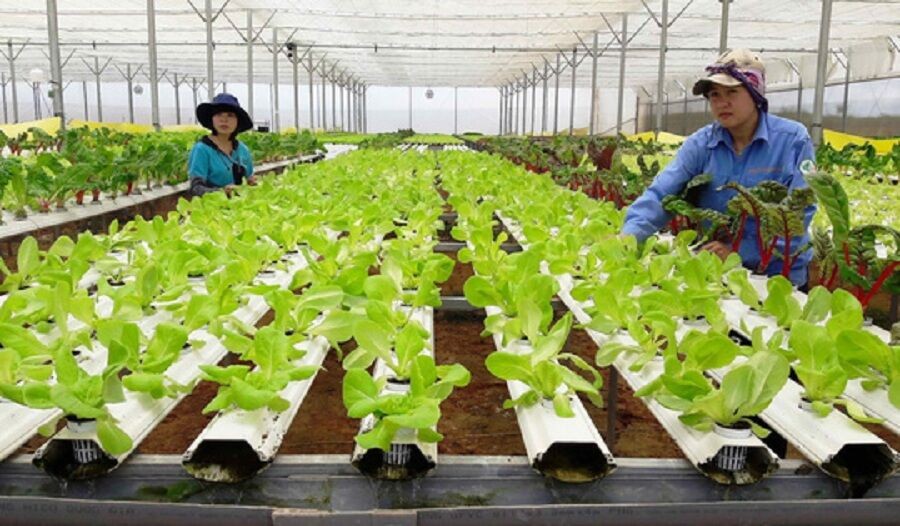 Hà Nội: Thông qua Nghị quyết về khuyến khích phát triển nông nghiệp công nghệ cao