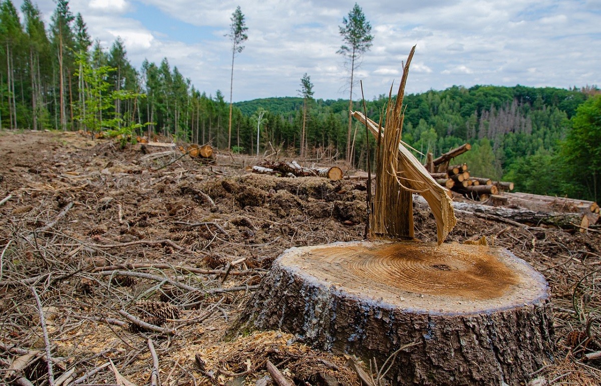 COP28 Deforestation.jpg