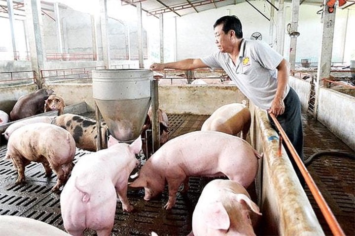 Người Việt nhập về ăn hơn 46.000 tấn móng giò, tai, lưỡi... lợn