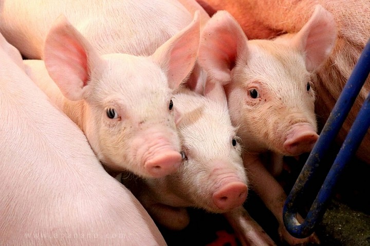 Giá lợn hơi ngày 2/7: Chốt tuần với đỉnh giá 64.000 đồng/kg